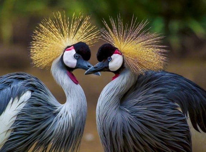 Pájaros exóticos en el Aviario Nacional de Colombia